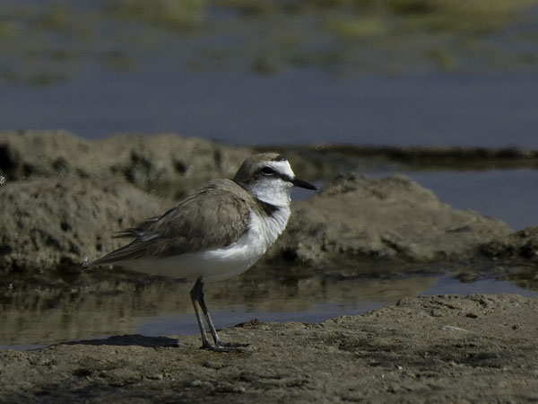 Mustajalkatylli, Kentish Plover, Charadrius alexandrinus
